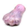 Large Fisky's Paw - 1637